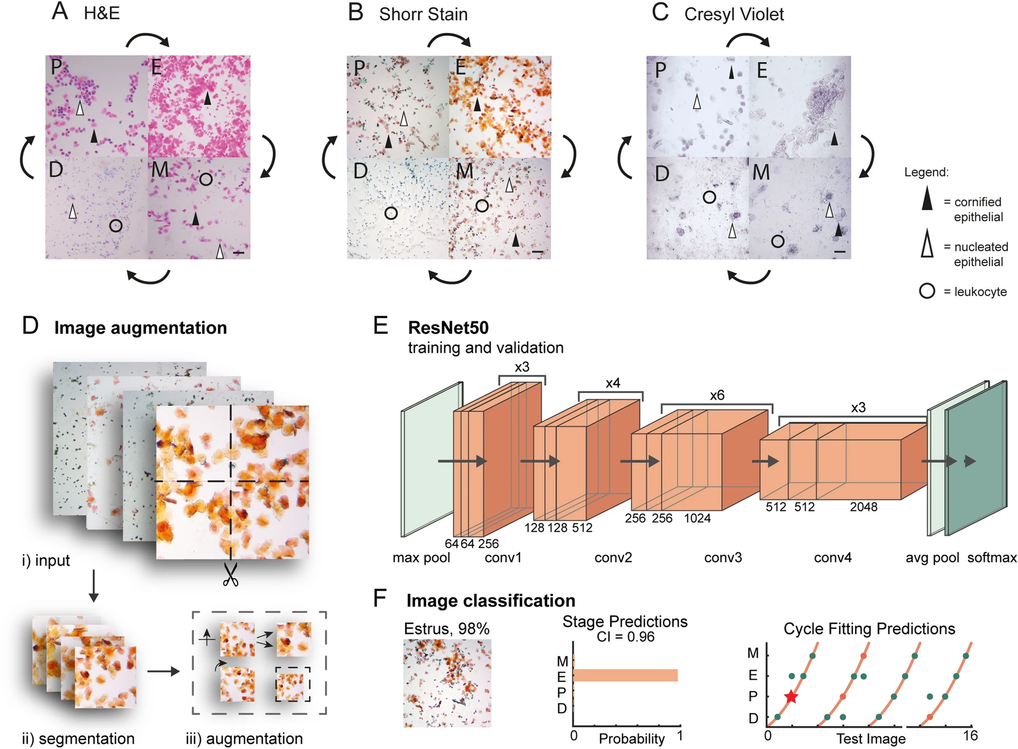 Estrous network visualization